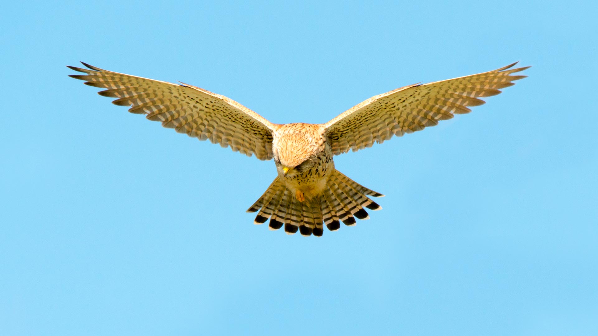 Kestrel in flight