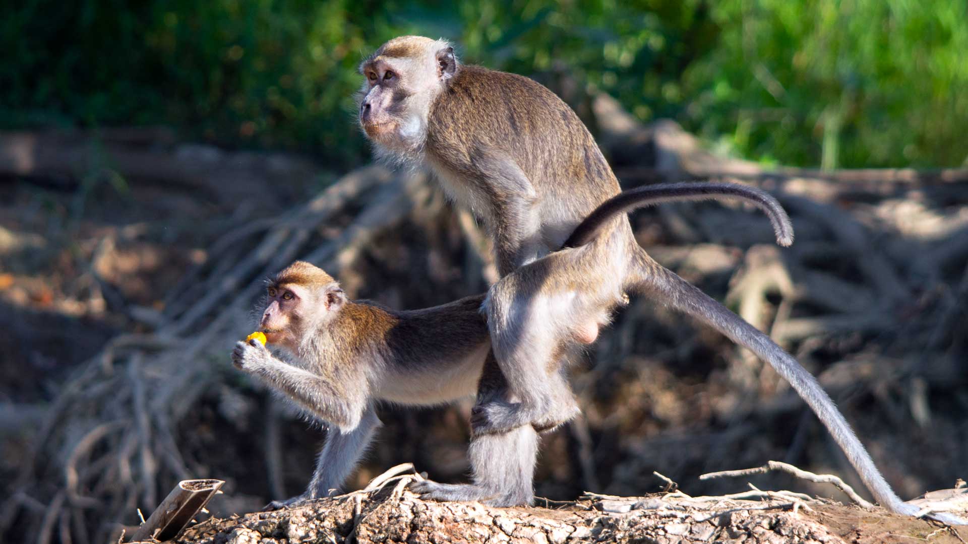 Crab-eating macaques