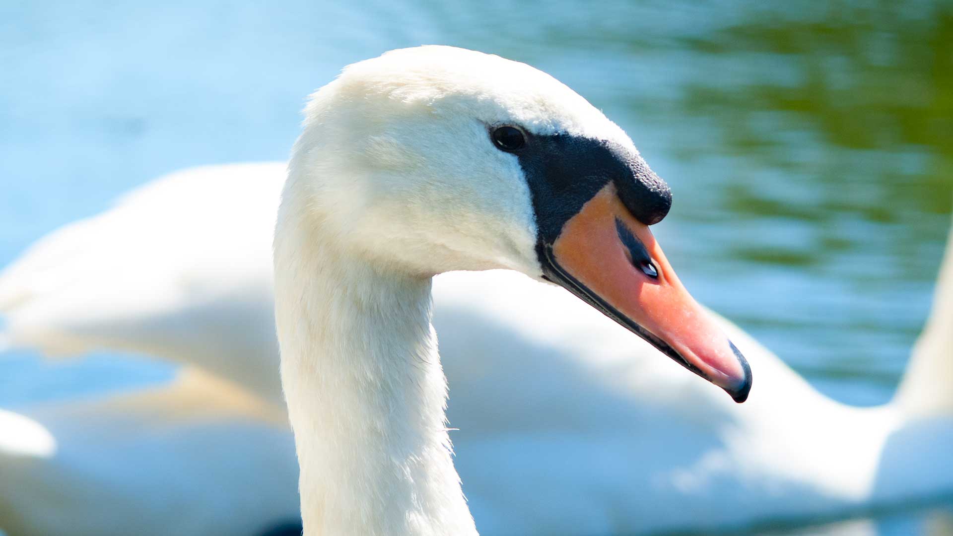 Mute swan