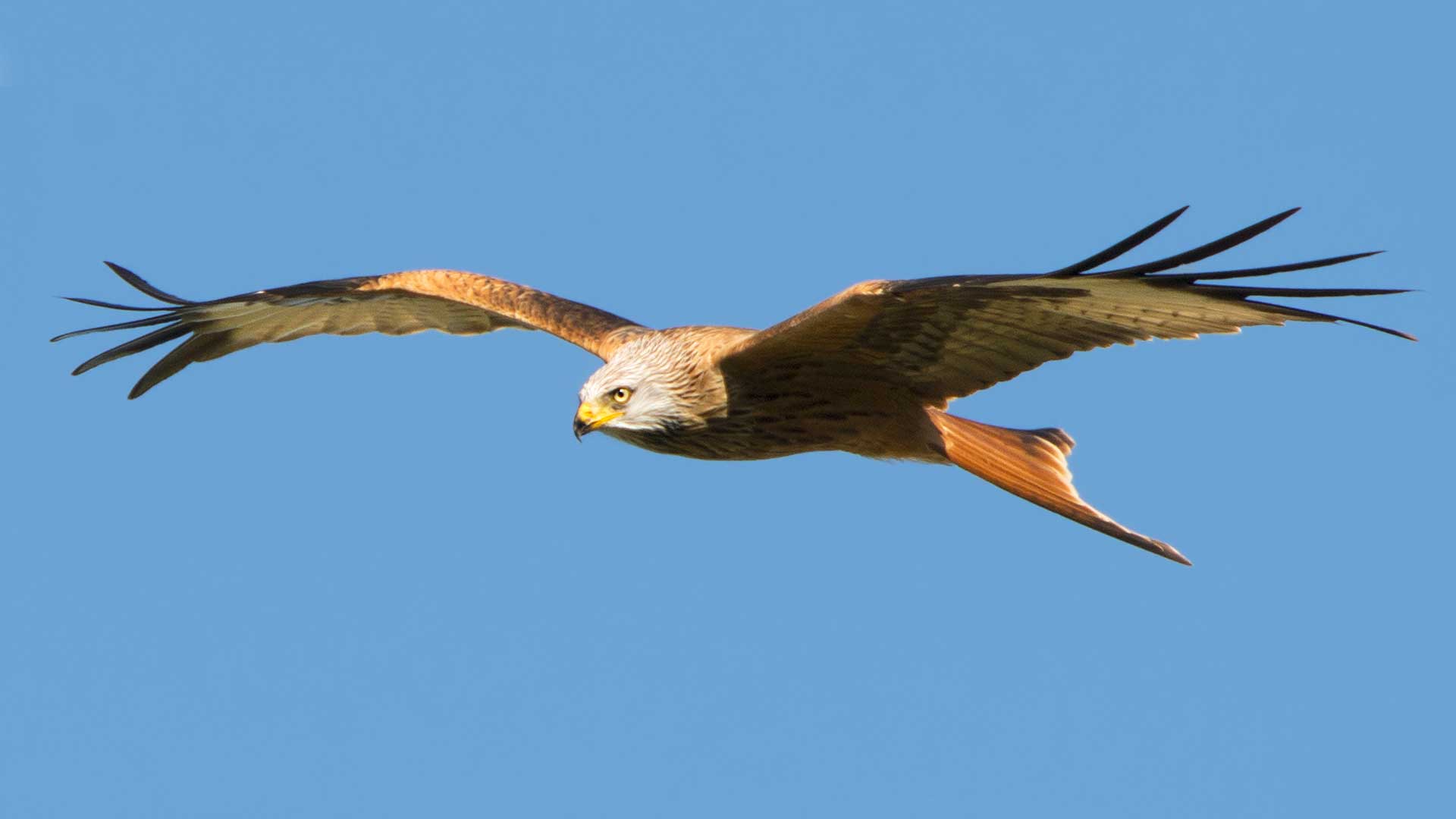 Red Kite in flight
