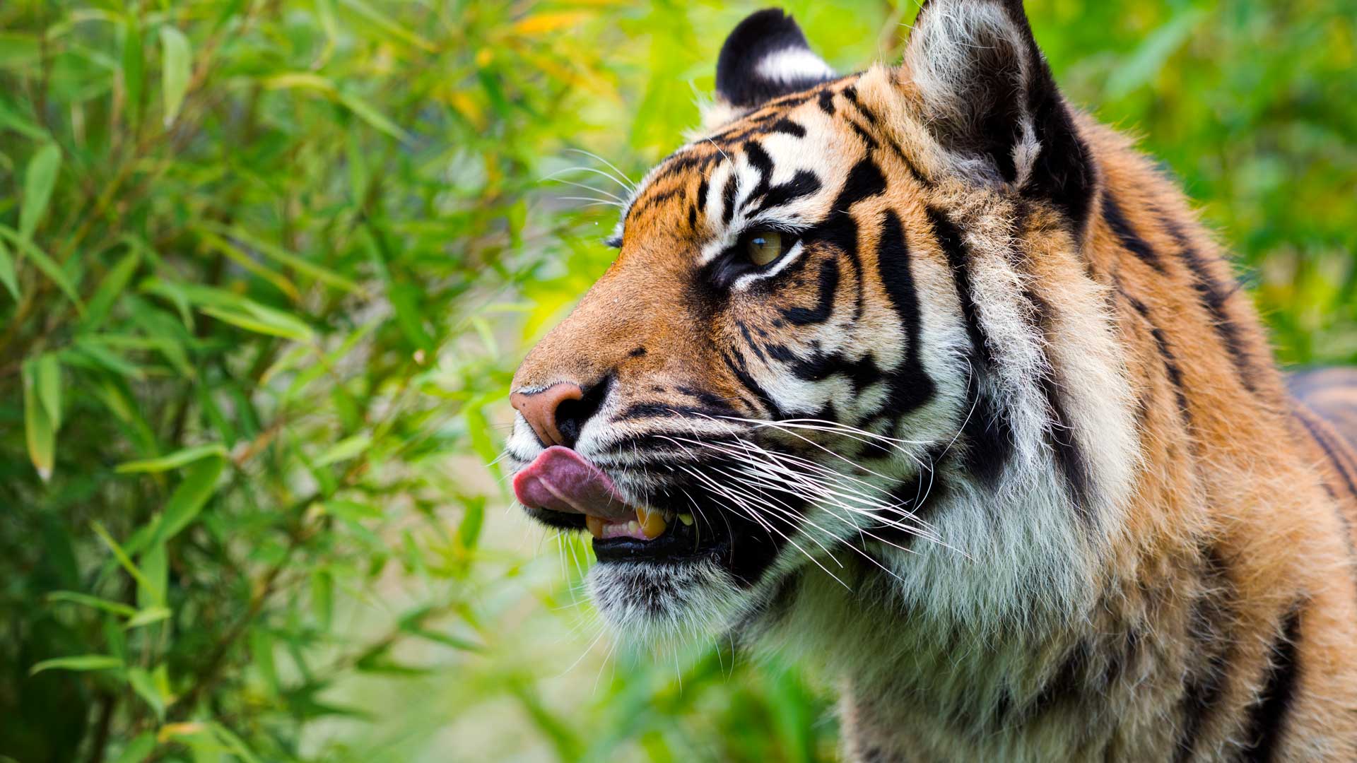 Sumatran tiger