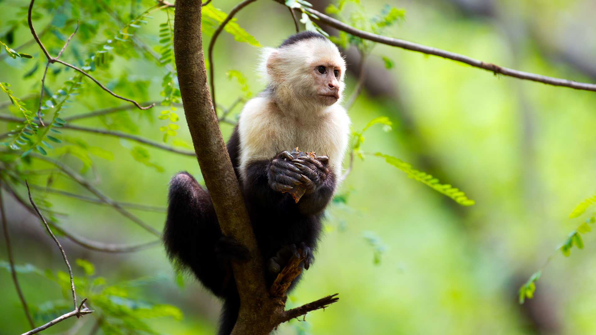 White-headed capuchin